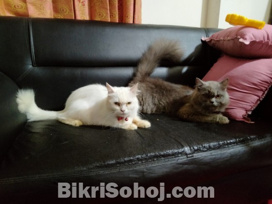 pure Persian male and female cat